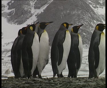 King Penguins with snow covered mountain in background. Walking in straight line in single file.
