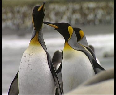 Three king penguins standing closely together. Looking curiously around. Pull focus to rest of colony rookery in background.