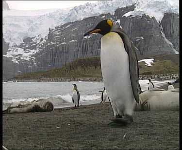 King penguins and elephant seals on beach with snow covered mountains in background.