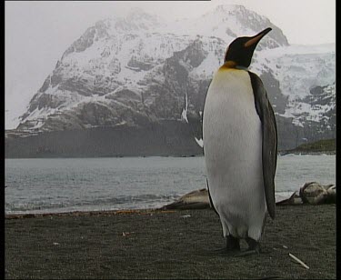 King penguin standing with snow covered mountain in background