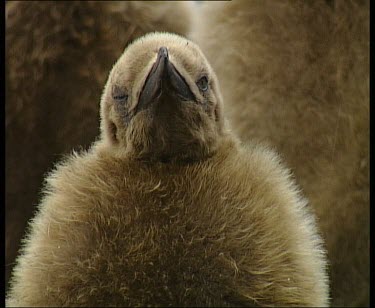 Chick preening