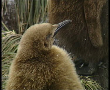 Chick