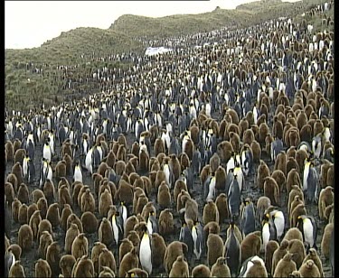 Crowded colony rookery of king penguins