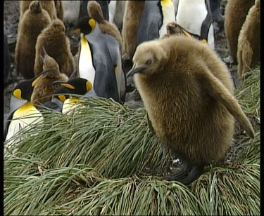 Chick preening
