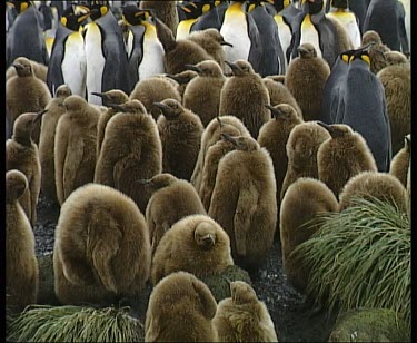 Crche of king penguin chicks.