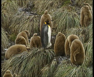 Crche of king penguin chicks with lone adult in middle, keeping watch