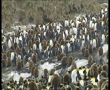 Zoom out. Crowded colony rookery of king penguins