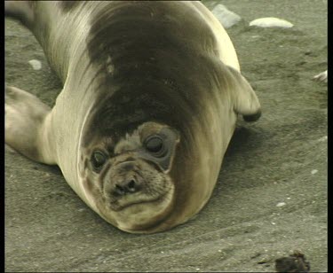 Female elephant seal resting, looking