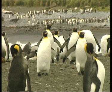 Pair of penguins waddle towards camera through colony rookery. Seal in background.