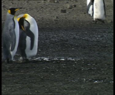 Waddling penguins walk across screen covered in dirt mud or oil