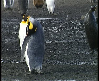 One penguin walks across screen covered in dirt mud or oil