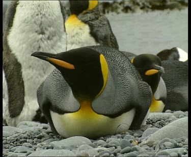 Penguin lying on beach, looking around
