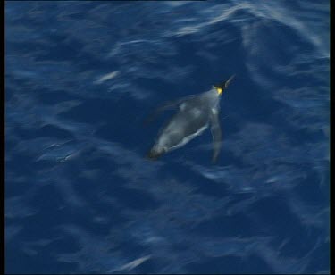 King penguin swimming