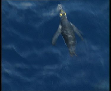 King penguins swimming