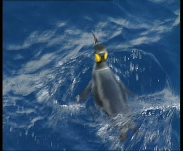 King penguin swimming, surfacing and diving.