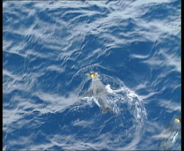 King penguin swimming, surfacing and diving.