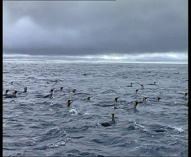 WS. King Penguins swimming in a raft, dark grey storm clouds above