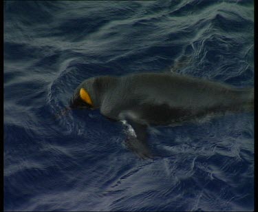 MS King penguin swimming and fishing, shaking head.