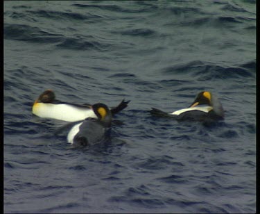 King penguins swimming and preening under their wings at the same time. They roll over onto their back and do a funny backstroke as they preen. One penguin swims rapidly doing a weird backstroke, spla...