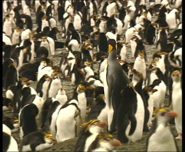 Lone King Penguin walks through colony rookery of rockhopper penguins.