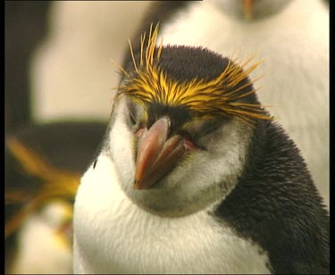 Rockhopper penguin looks to camera