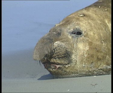 Southern elephant seal male detail nose. Yawning