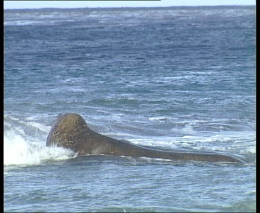 Southern elephant seal sitting as waves crash over it. In the distance two penguins porpoise through the water. A dinghy enters frame