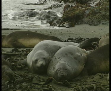 Two basking elephant seals lie close together to keep warm, appear to be hugging.