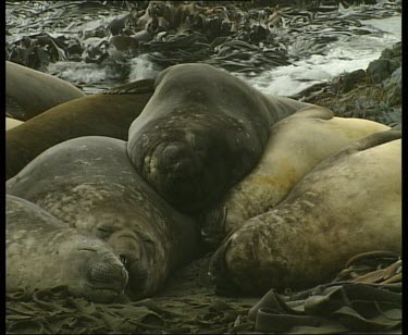 Basking elephant seals lie on beach in huddle to keep warm, all sleeping. Waves wash over oil spill in background.