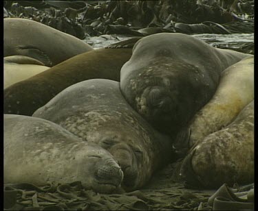 Basking elephant seals lie on beach in huddle to keep warm, all sleeping.