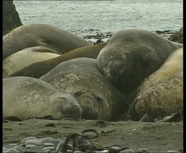 Basking elephant seals lie on beach in huddle to keep warm, all sleeping. Sea in background.