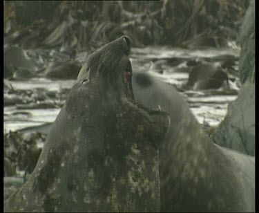 Elephant seals in close huddle, one snarls at the other.