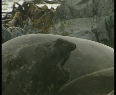 Elephant seals in close huddle, snarling at each other.
