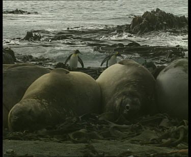 Elephant seal foreground, King penguins walk up beach background. Waves roll under kelp