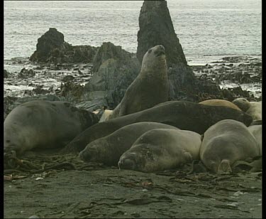 Huddle of elephant seals in foreground with kelp in background
