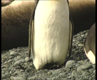 From feet to head of king penguin standing bravely in front of elephant seals
