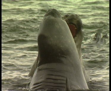 Elephant seals fighting in the water, submerging.