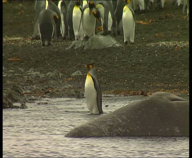 Elephant seal lying in sea, very close to king penguins.