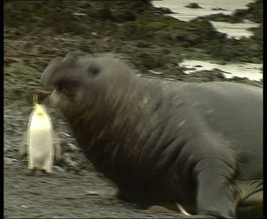 Elephant seal lumbering up beach slowly and coming to rest.