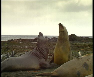 Elephant seals fighting on land, rearing up.