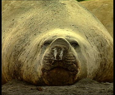 Elephant seal looking to camera, sleeping, catnapping. A king penguin walks right past the elephant seal's nose, seemingly without fear.