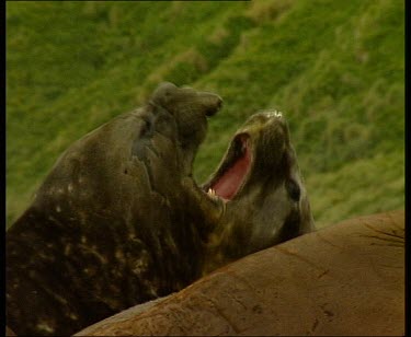 Elephant seals behaving aggressively, yawning and bearing teeth.
