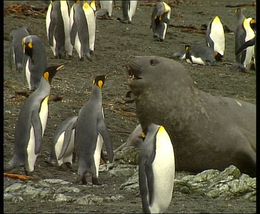King penguins looking curiously at elephant seal