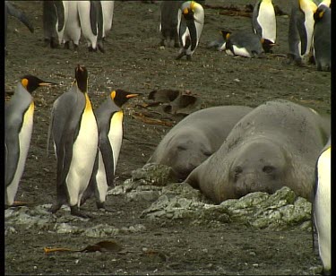 King penguins looking curiously at elephant seal. The elephant seal looks curiously back.
