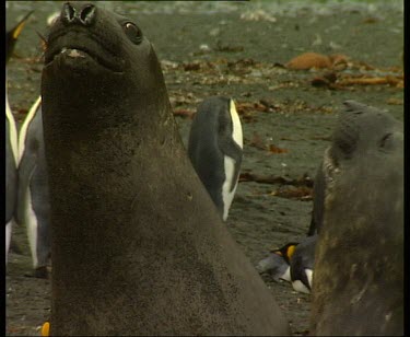 Elephant seals fighting, bearing teeth, in middle of king penguin colony rookery.