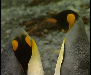 Two king penguins looking at each other
