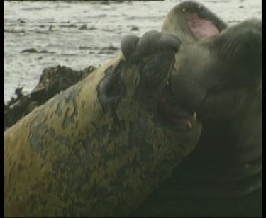 Elephant seals fighting, sea in background.