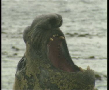 Elephant seal yawning aggressively, bearing teeth. The warm air of its exhaling breath is steamy.