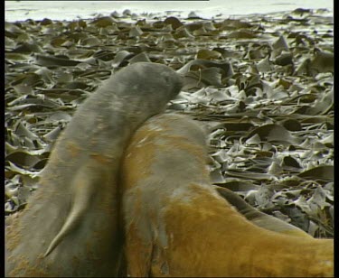 Elephant seals fighting, kelp in background.
