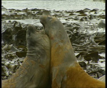 Elephant seals fighting, kelp in background.